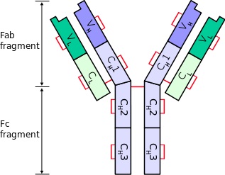 What is the Difference Between Kappa and Lambda Light Chain - Pediaa.Com