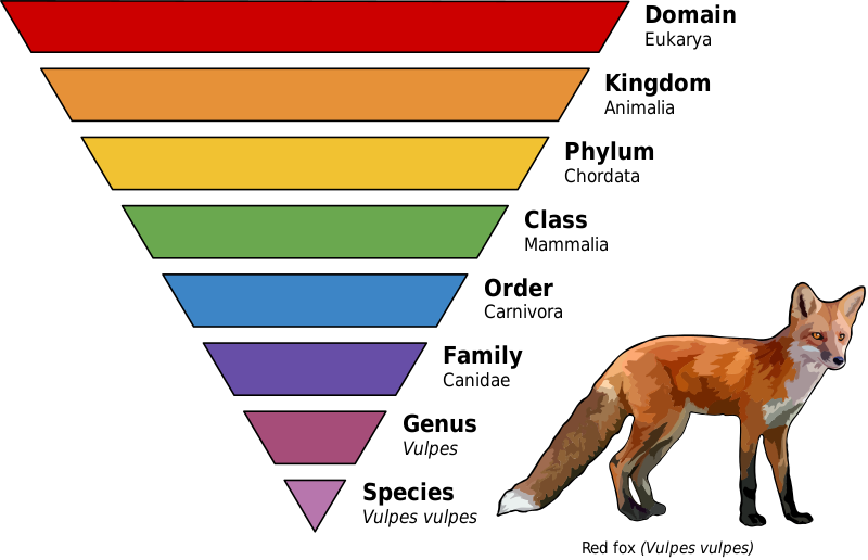 What is the Difference Between Typology and Taxonomy - Pediaa.Com