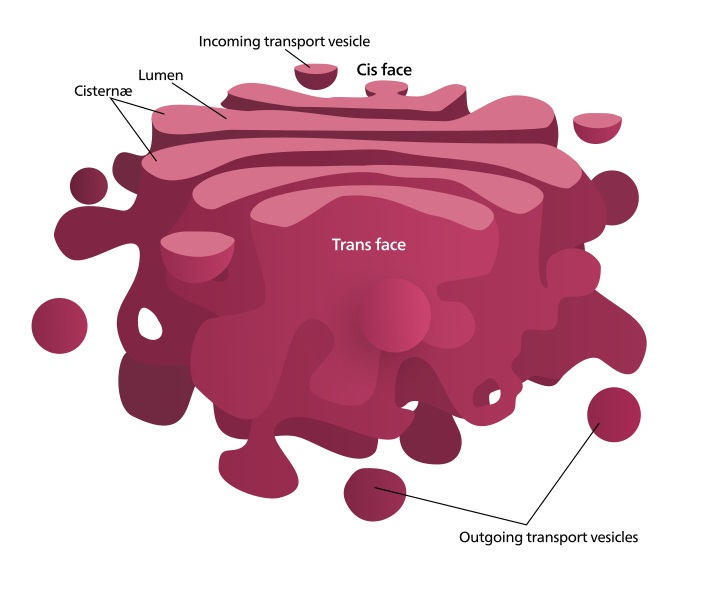 What is the Order of Protein Sorting by the Golgi Apparatus - Pediaa.Com