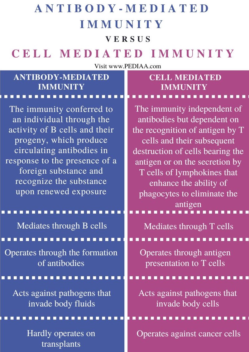 What Is The Difference Between Antibody-Mediated Immunity And Cell ...