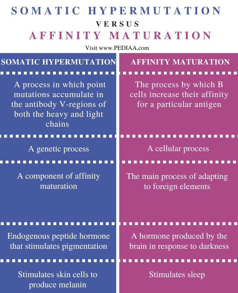 What Is The Difference Between Somatic Hypermutation And Affinity