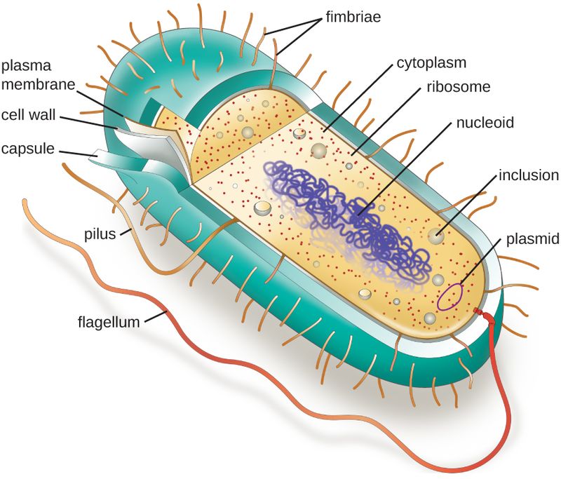 What Is The Function Of Plasma Membrane In Prokaryotic Cells