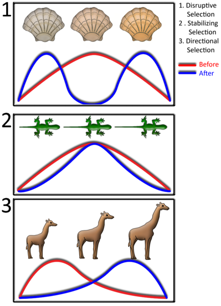 stabilizing selection example in animals