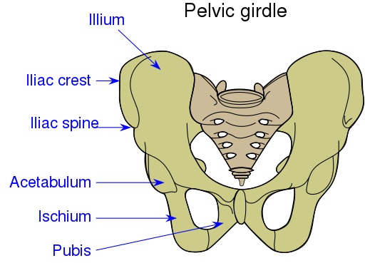 What is the Difference Between Acetabulum and Glenoid Cavity - Pediaa.Com