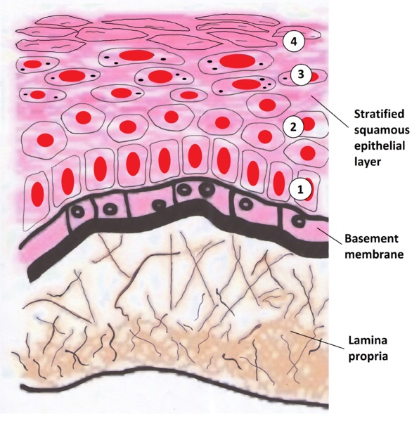 What is the Difference Between Basal Lamina and Basement Membrane