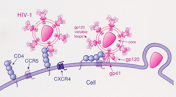 What is the Difference Between CCR5 and CXCR4 - Pediaa.Com