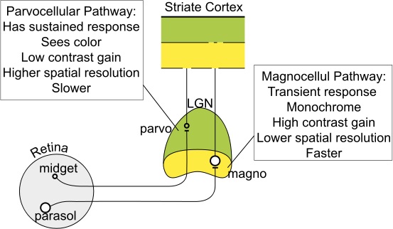 what-is-the-difference-between-magno-and-parvo-cells-pediaa-com