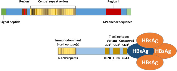 What is the Difference Between B and T Cell Epitopes - Pediaa.Com