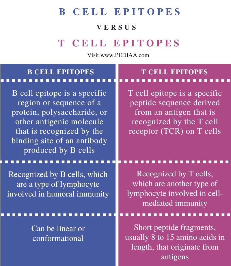 What Is The Difference Between B And T Cell Epitopes - Pediaa.Com