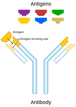 What Is The Difference Between Antigenicity And Immunogenicity - Pediaa.Com