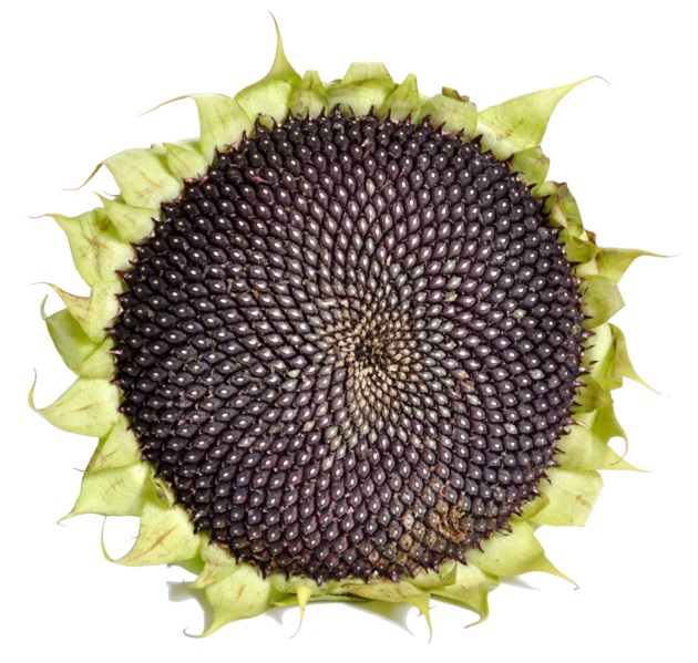 What is the Difference Between Black and White Sunflower Seeds