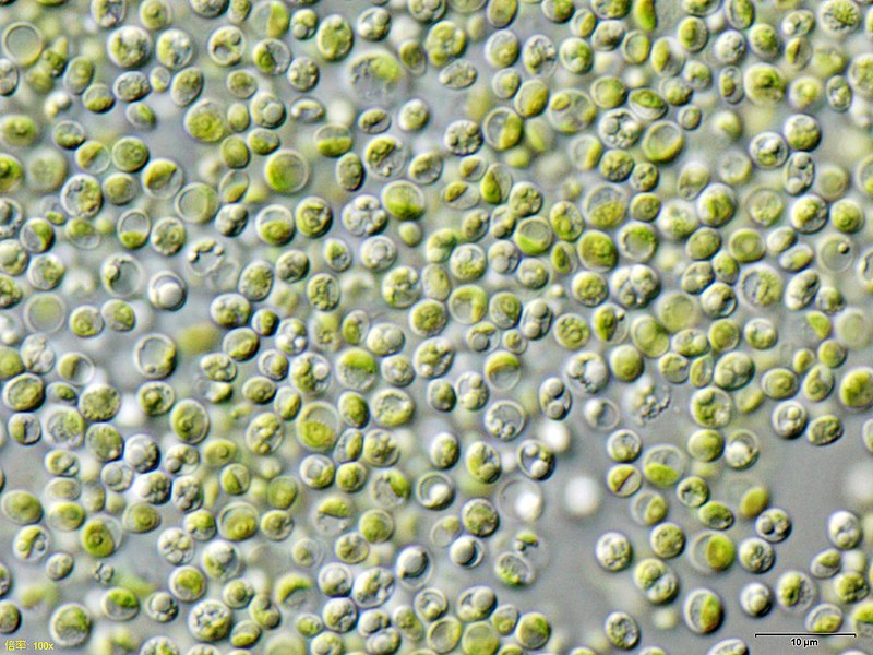 What is the Difference Between Chlorella Vulgaris and Pyrenoidosa