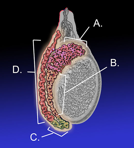 What is the Difference Between Epididymis and Vas Deferens - Pediaa.Com