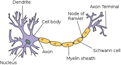 What is the Difference Between Nodes of Ranvier and Internodes - Pediaa.Com