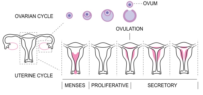 What Happens During The Secretory Phase Of The Uterine Cycle