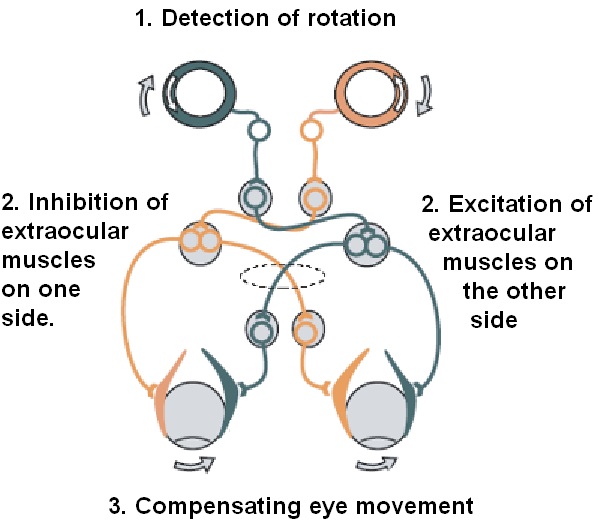 What is the Difference Between Proprioception and Vestibular Sensation ...