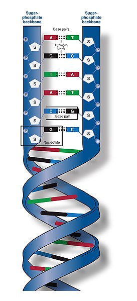 What is the Difference Between ssDNA and dsDNA - Pediaa.Com