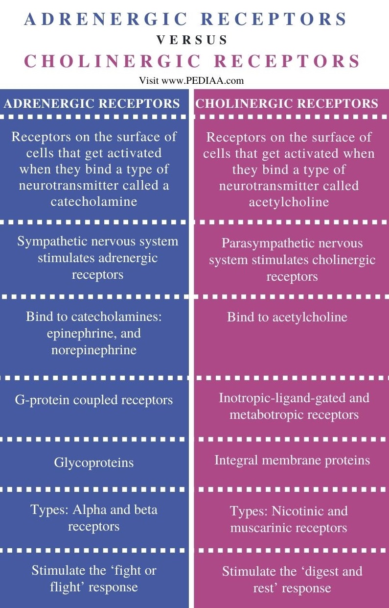 What Is The Difference Between Adrenergic And Cholinergic Receptors ...