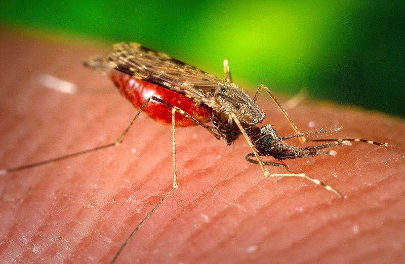 What is the Difference Between Male and Female Mosquito What is the Difference Between Male and Female Mosquito