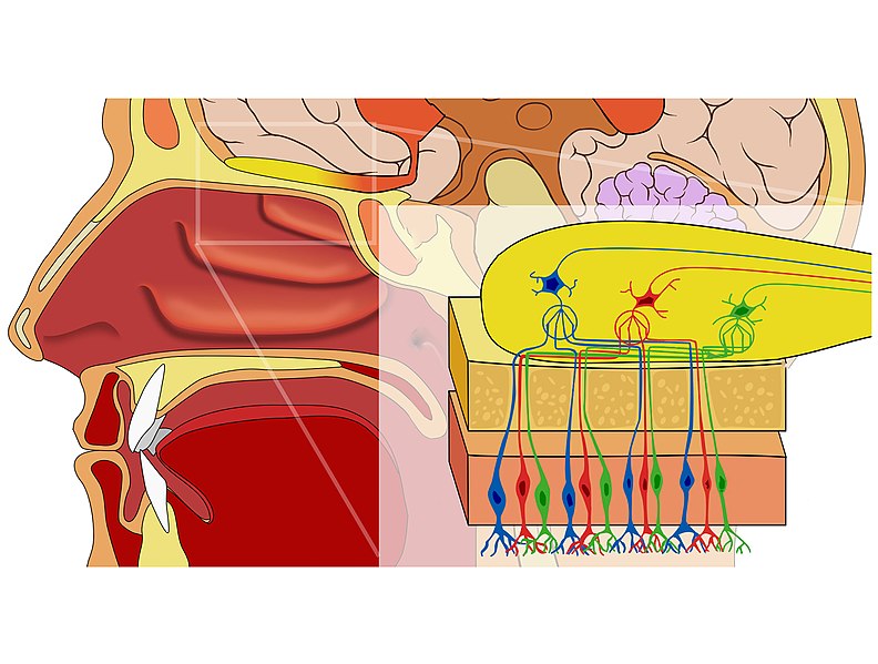 what-is-the-difference-between-organoleptic-and-sensory-evaluation
