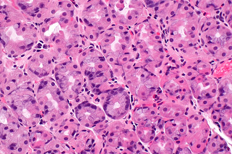 what-is-the-difference-between-parietal-and-chief-cells-pediaa-com