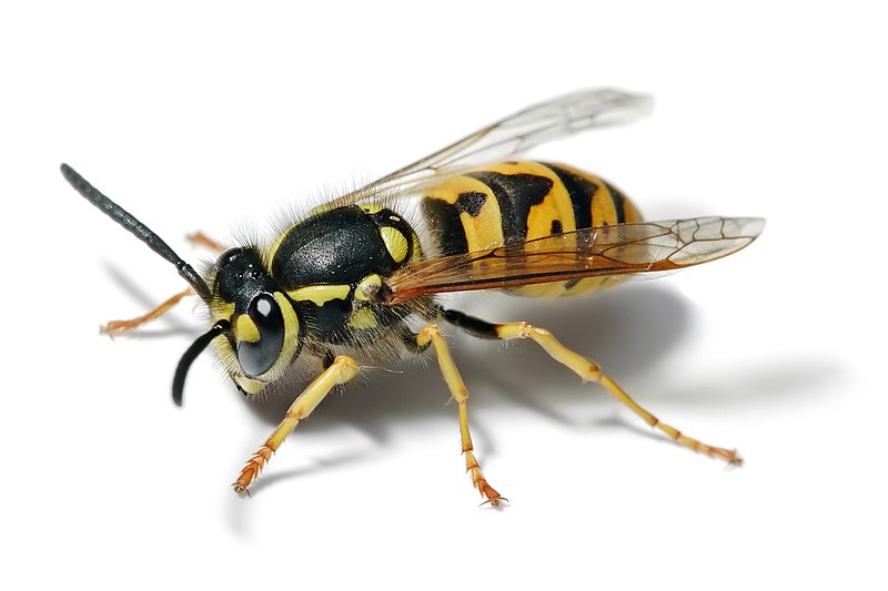 What is the Difference Between Yellow Jacket and Honey Bee