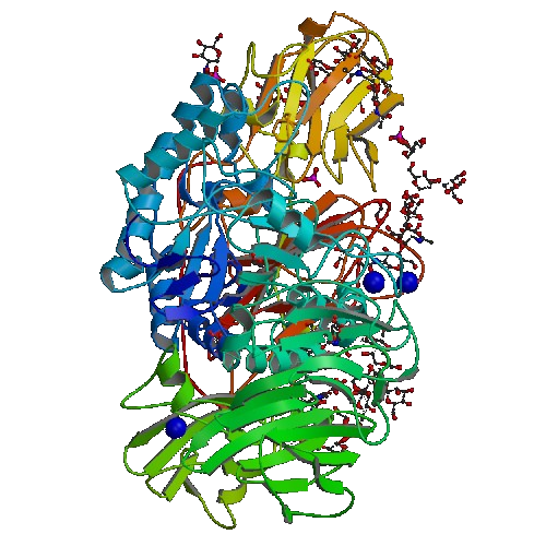 What is the Difference Between Lactase and Beta Galactosidase - Pediaa.Com