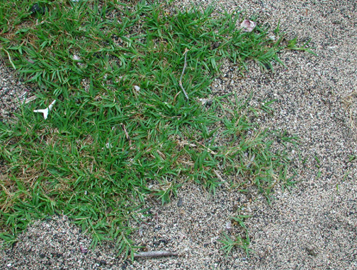 What is the Difference Between Bermuda and St. Augustine Grass - Pediaa.Com