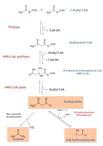 What is the Difference Between Ketosis and Ketogenesis - Pediaa.Com