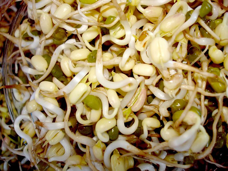 What is the Difference Between Sprouts and Microgreens