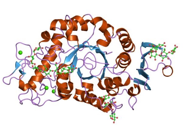 What is the Difference Between Glucoamylase and Alpha Amylase - Pediaa.Com