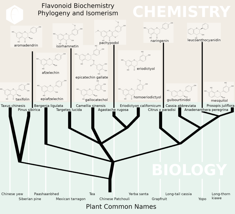 What is the Difference Between Flavonoids and Flavonols