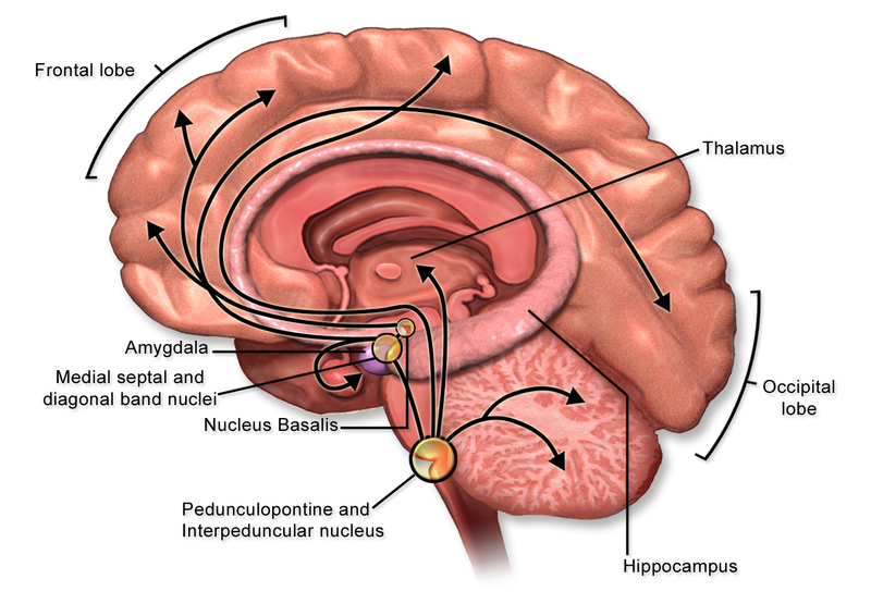What is the Difference Between ACh and AChE - Pediaa.Com