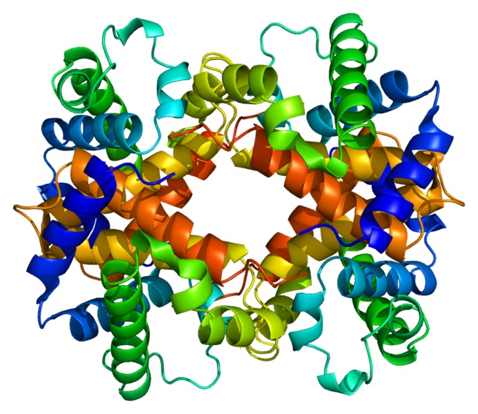 What is the Difference Between Alpha and Beta Chain in Hemoglobin ...