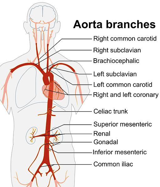 What is the Difference Between Aorta and Pulmonary Artery - Pediaa.Com