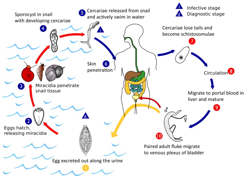 What is the Difference Between Schistosoma Mansoni and Haematobium ...