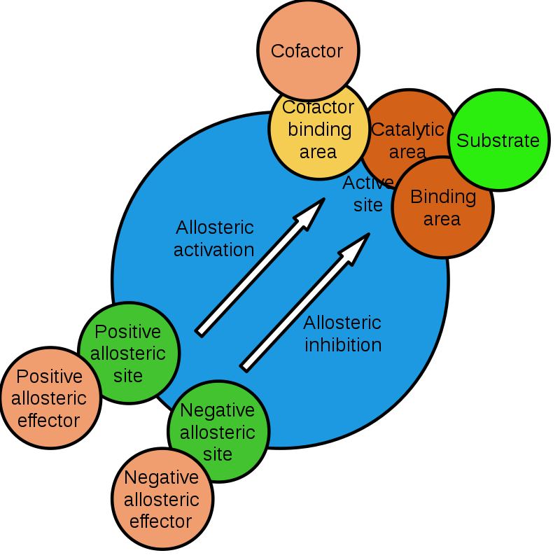 What Is The Difference Between Regulatory And Non Regulatory Enzymes Pediaa