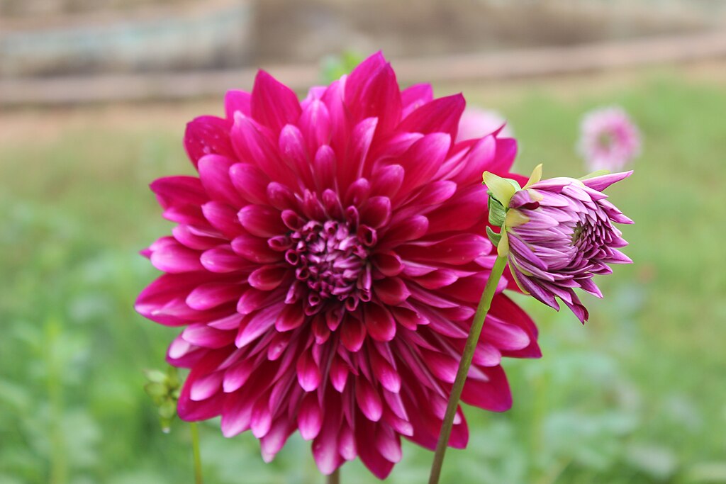 What is the Difference Between Dahlia and Zinnia