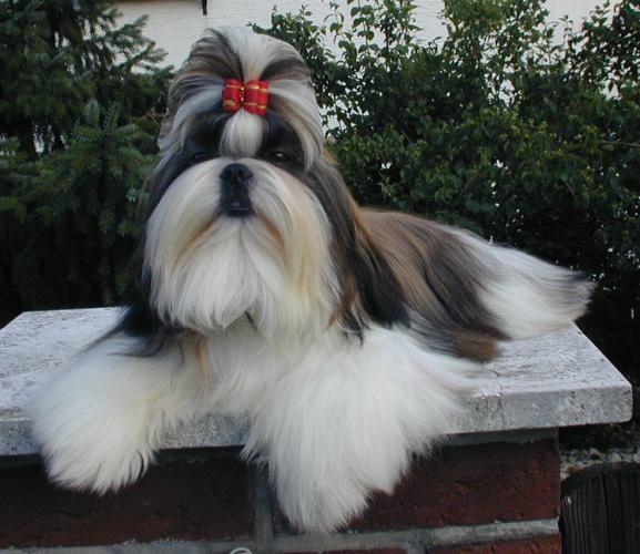What is the Difference Between Lhasa Apso and Shih Tzu - Pediaa.Com