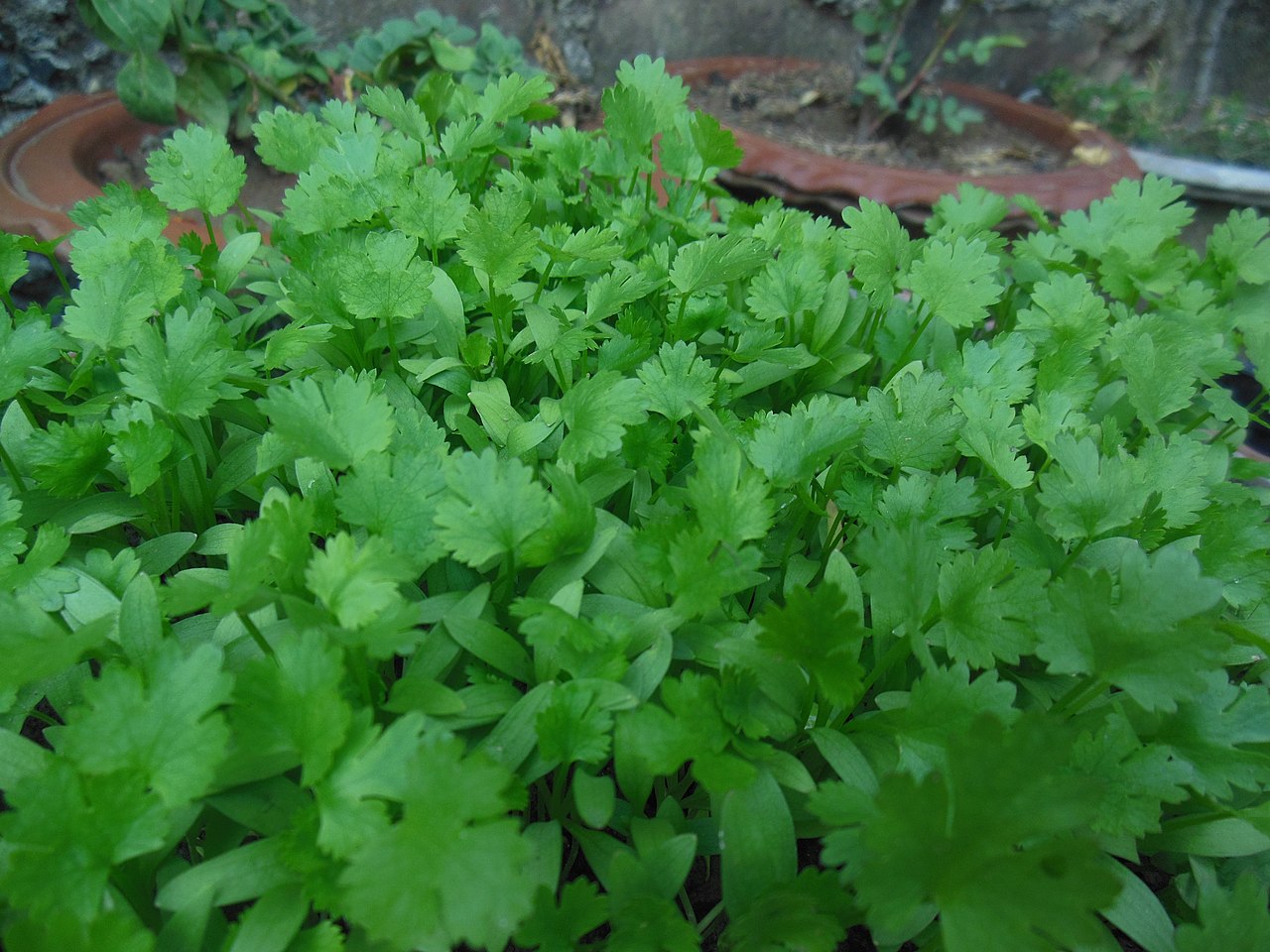 What is the Difference Between Cilantro and Culantro - Pediaa.Com